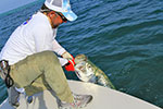 The Capt landing a nice Tarpon caught on the fly rod.