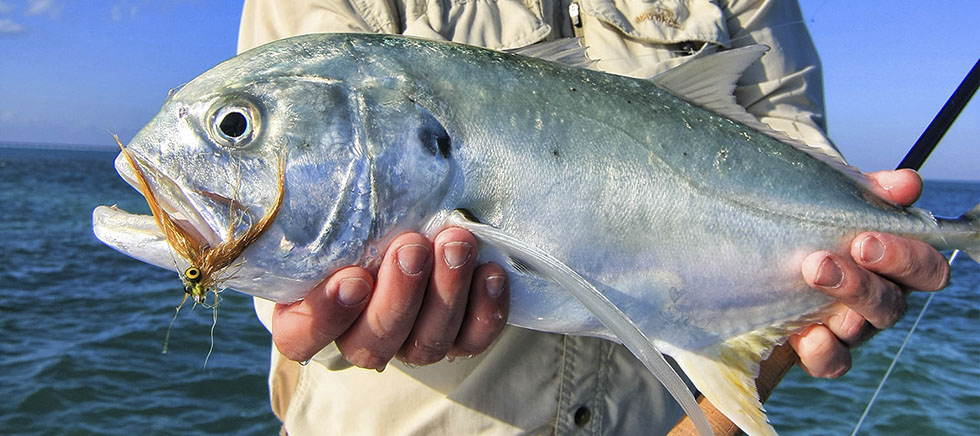 Jack Crevalle on the fly