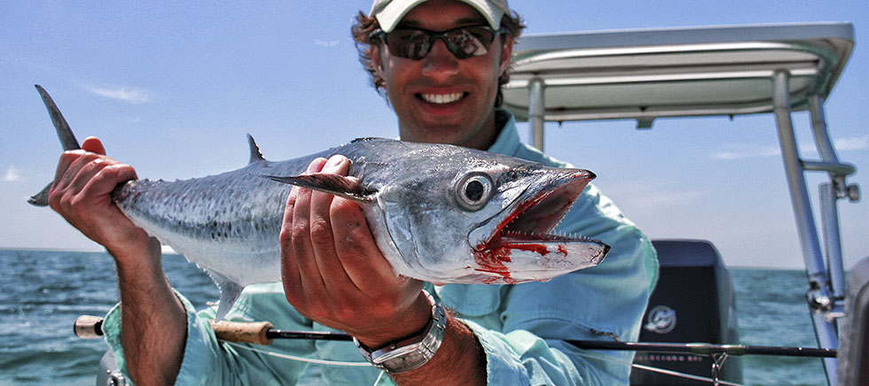 Kingfish on the fly
