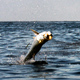 Tarpon on fly during the worm hatch