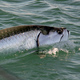 Tarpon hooked up on fly