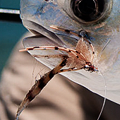 Florida Keys Permit Flies - The T-Pak Crab