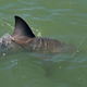 Backcountry Bull Shark
