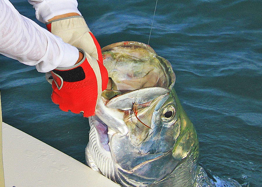 fly fishing for tarpon in Marathon, FLorida Keys