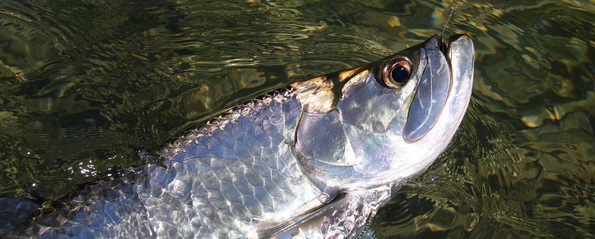 tarpon in the Florida Keys