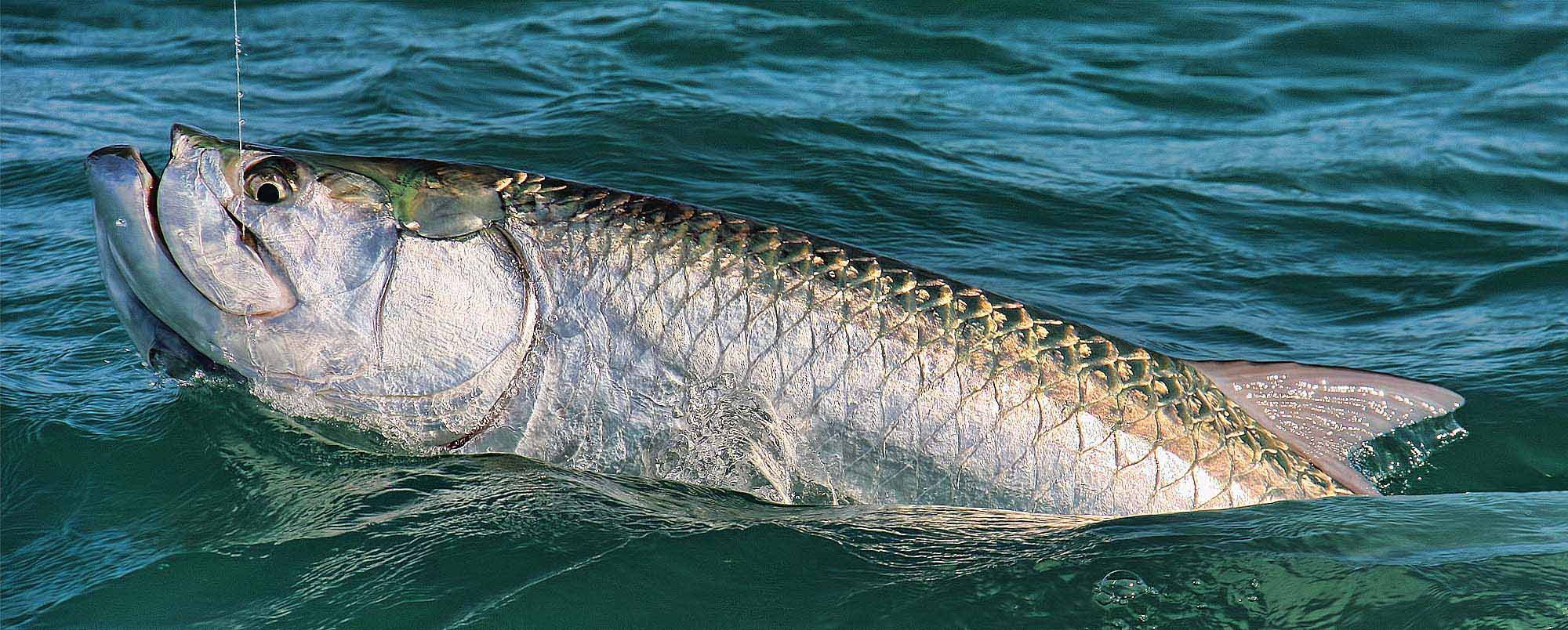 Permit Fishing in the Florida Keys