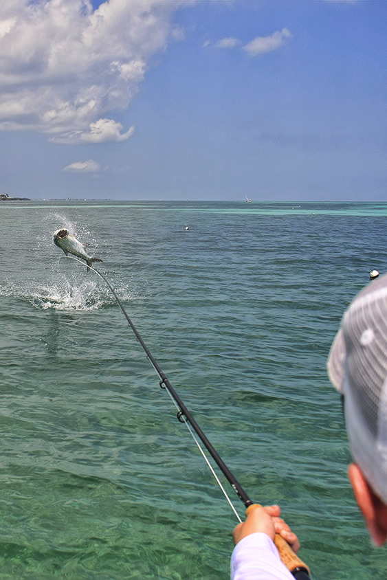 Jumping Tarpon